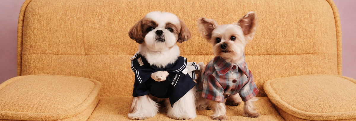 Companio socks and the pets they were made from